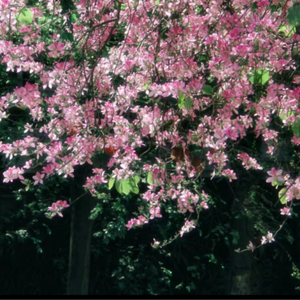 农村妇女BBBBBBr片
